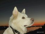 夕阳下的帅气白狗