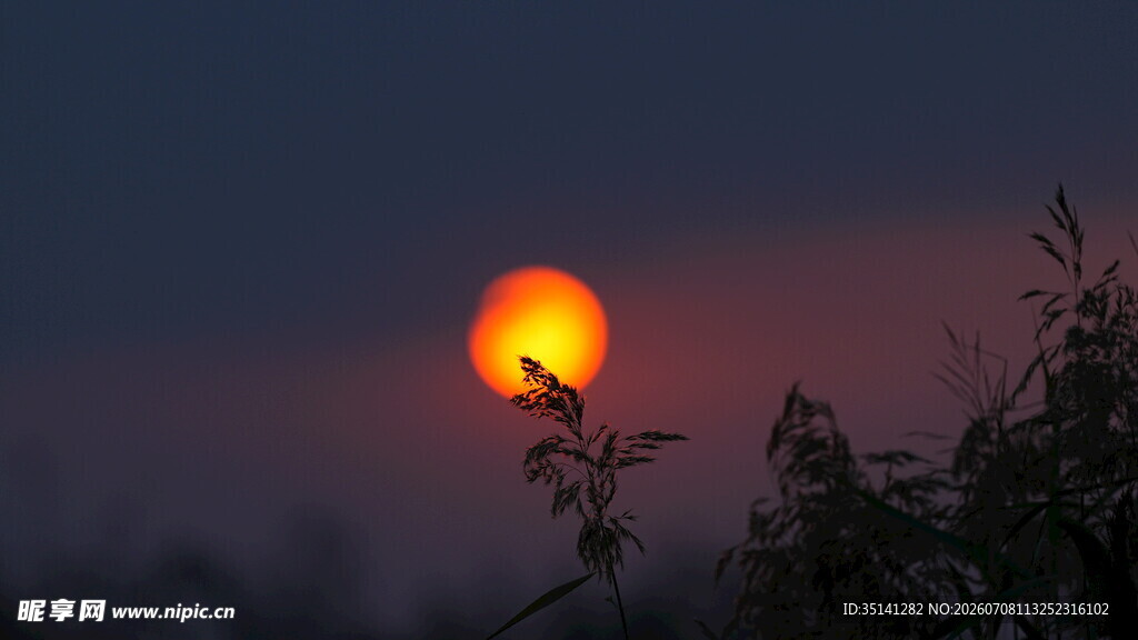 夕阳下枝头剪影