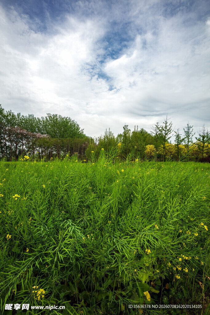 绿野黄花间的自然美景