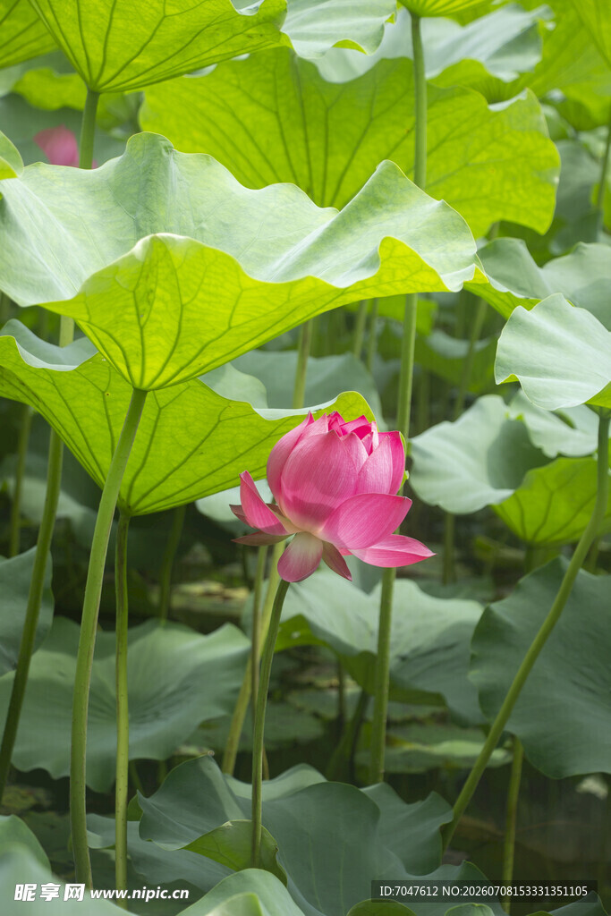娇艳荷花绽放于绿叶间