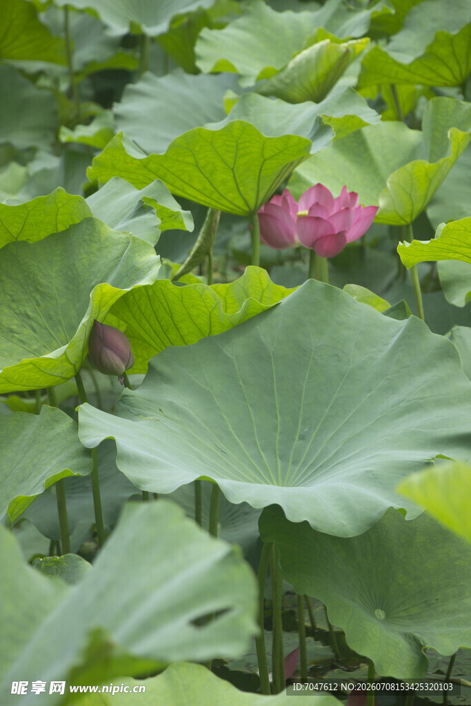 荷塘中绽放的娇艳荷花