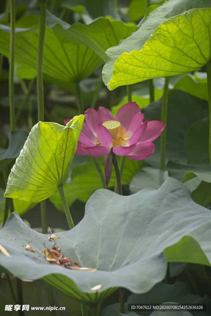 娇艳荷花绽放于绿叶间