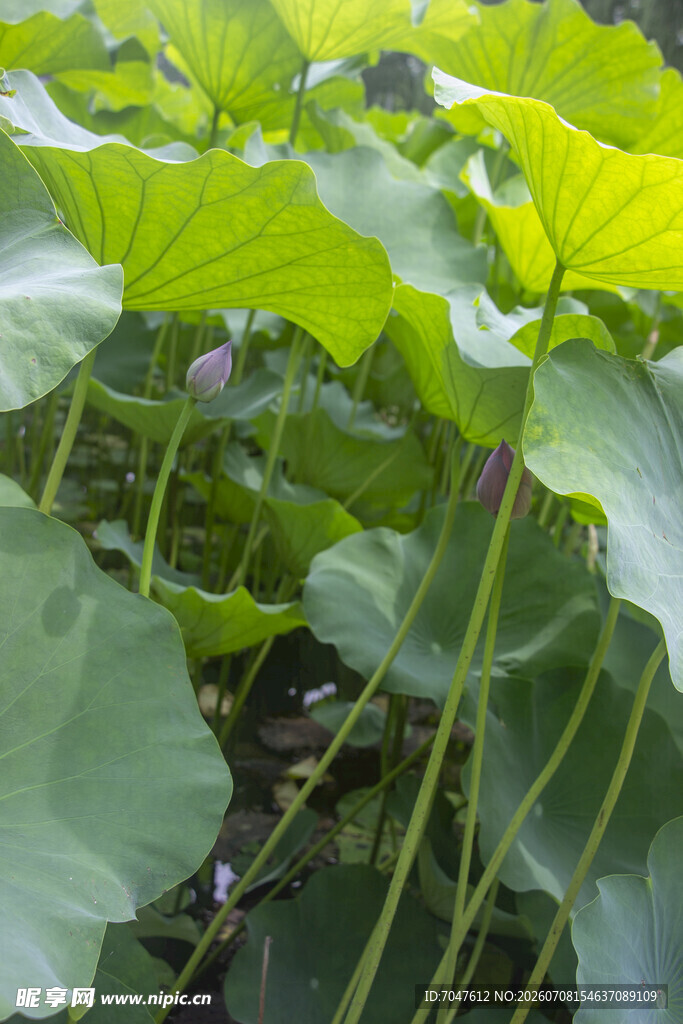 夏日荷塘荷叶茂盛景象