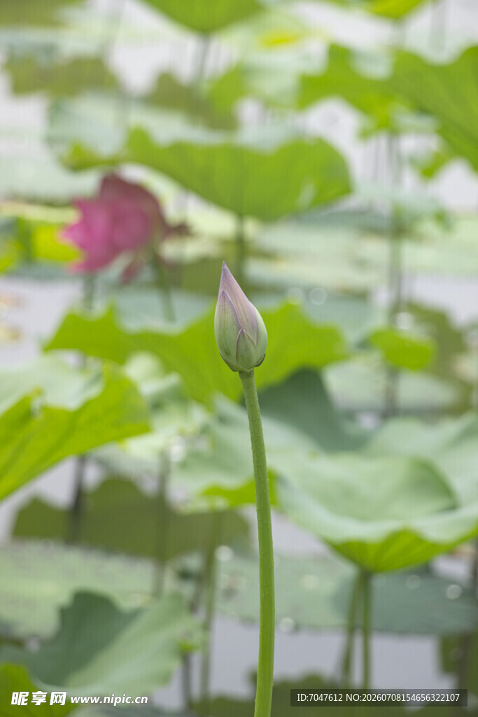 荷塘中的荷花与荷叶