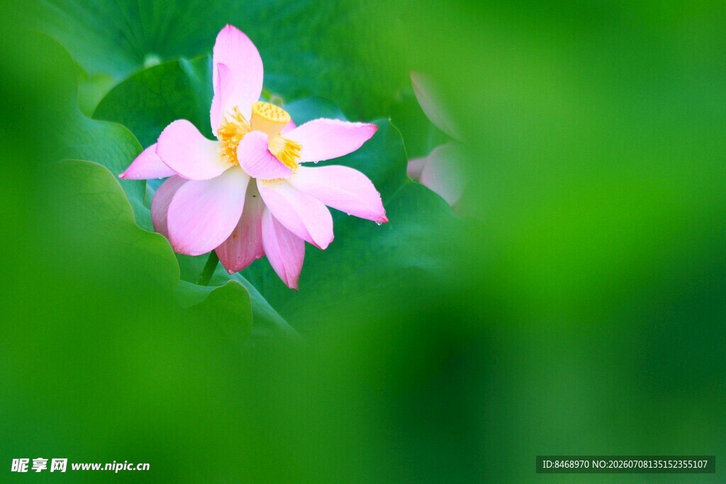 娇艳粉花绽放于绿意间