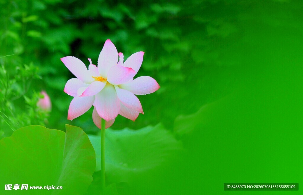 清新绽放的美丽白莲花
