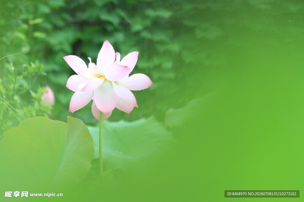 粉色荷花绽放于绿意间