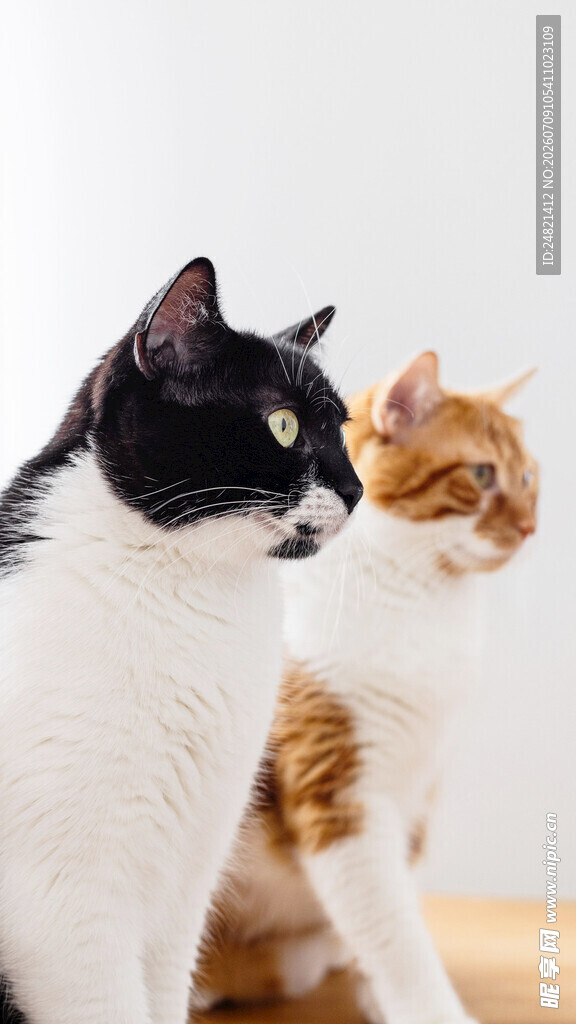 黑白橘猫同框对视