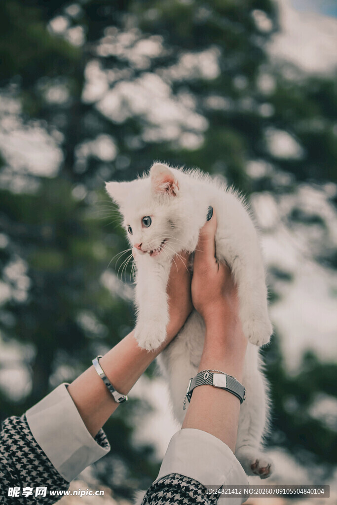 双手托举可爱小猫咪