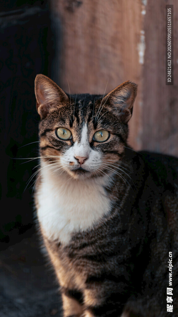 可爱斑纹猫的安静瞬间