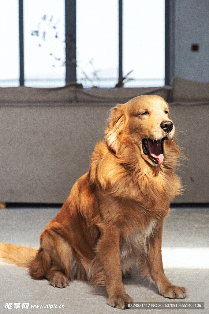 坐着的金毛犬