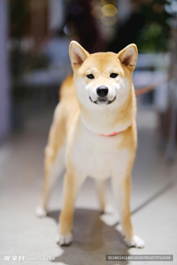 可爱柴犬站立模样