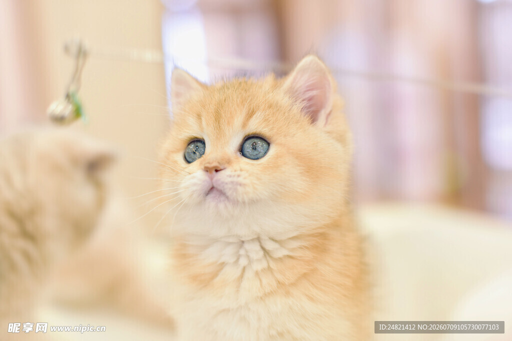 可爱金渐层猫咪望逗猫棒