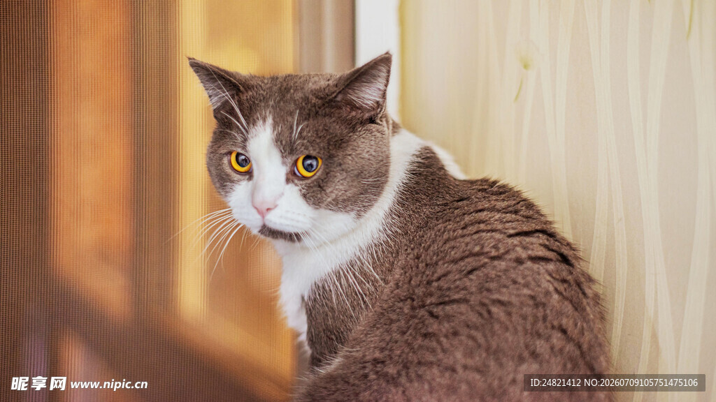 窗边猫咪回首瞬间