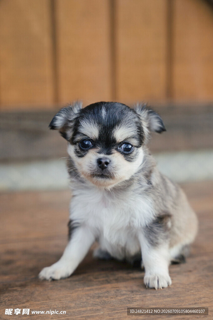 可爱吉娃娃幼犬