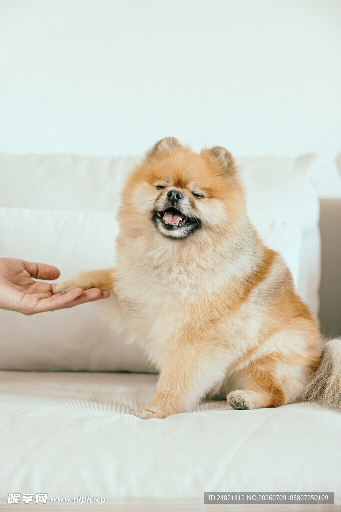 博美犬与人友好互动
