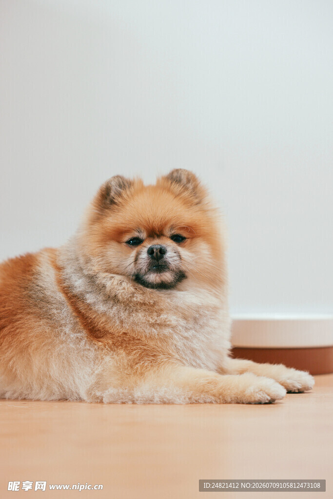 可爱博美犬趴地休憩