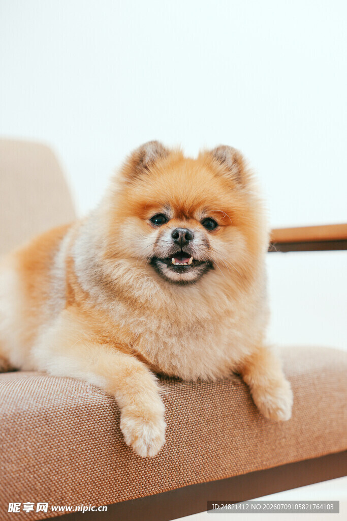 趴沙发的可爱博美犬