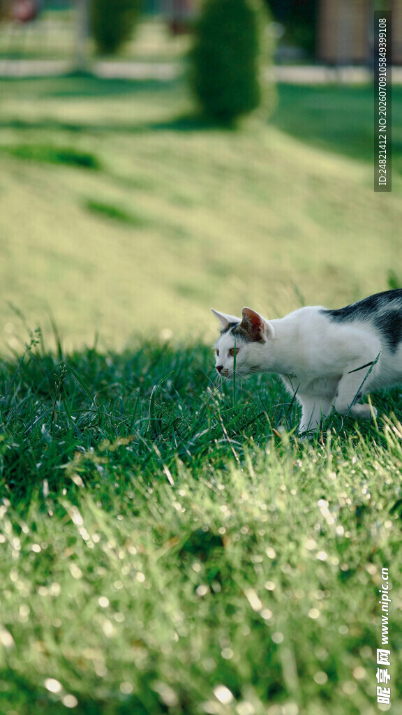 草地上的可爱猫咪