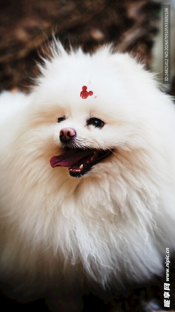 可爱博美犬