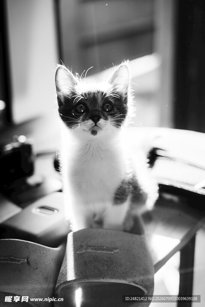 可爱小猫端坐桌面
