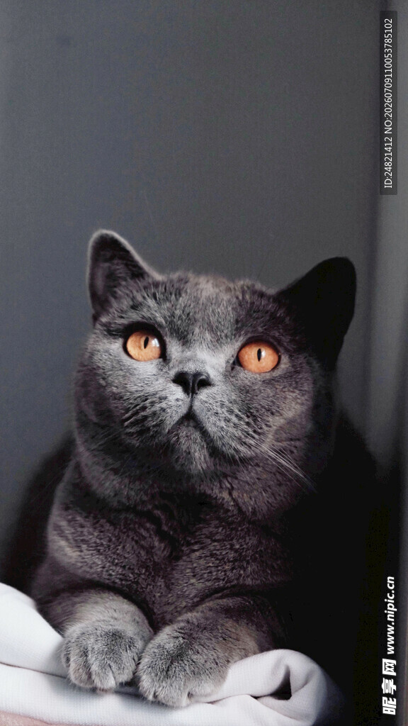 蓝猫趴卧眼神明亮