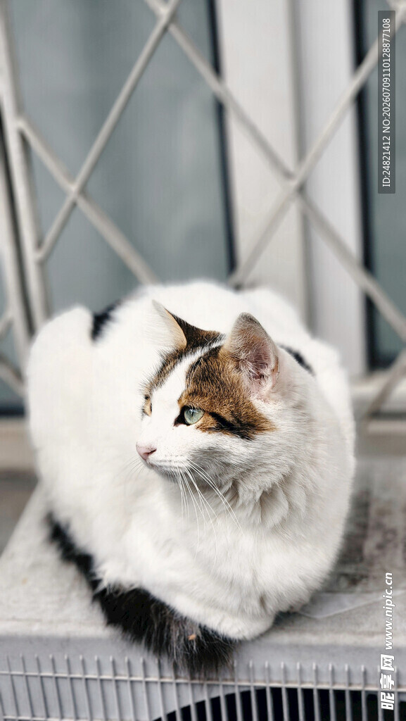 窗边的长毛猫