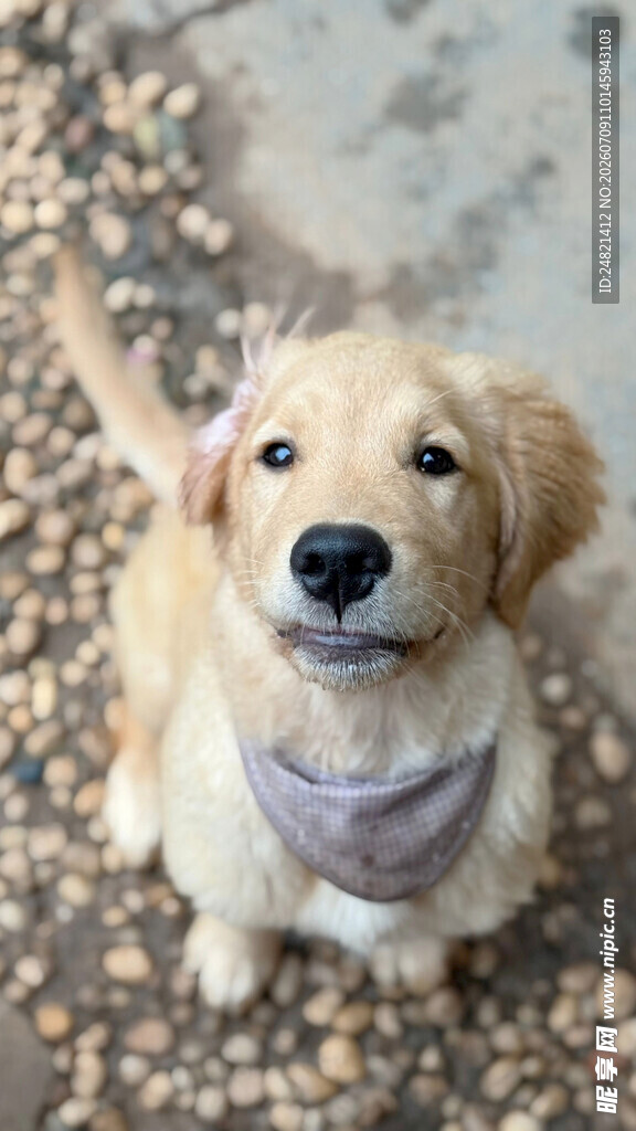 仰头的可爱金毛犬