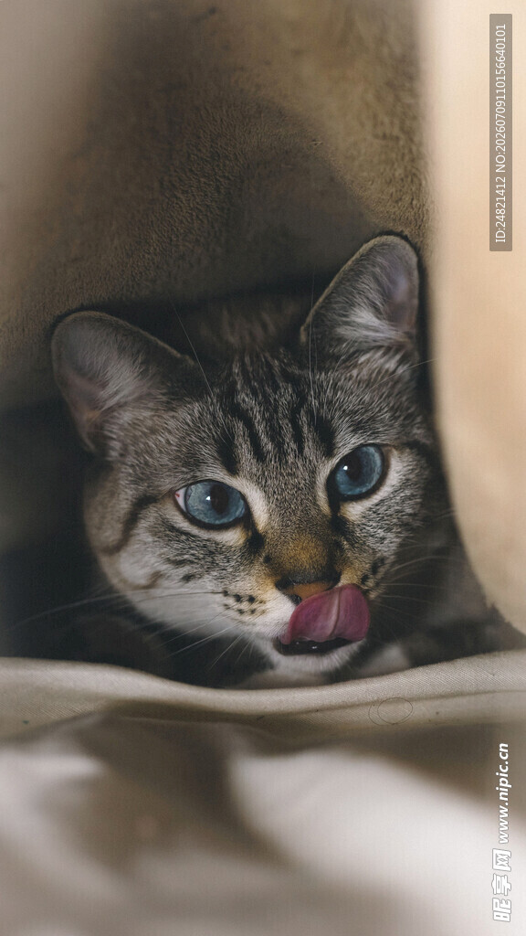 吐舌卖萌的可爱猫咪