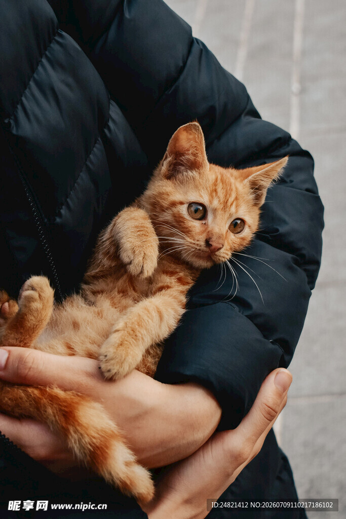 怀中橘猫