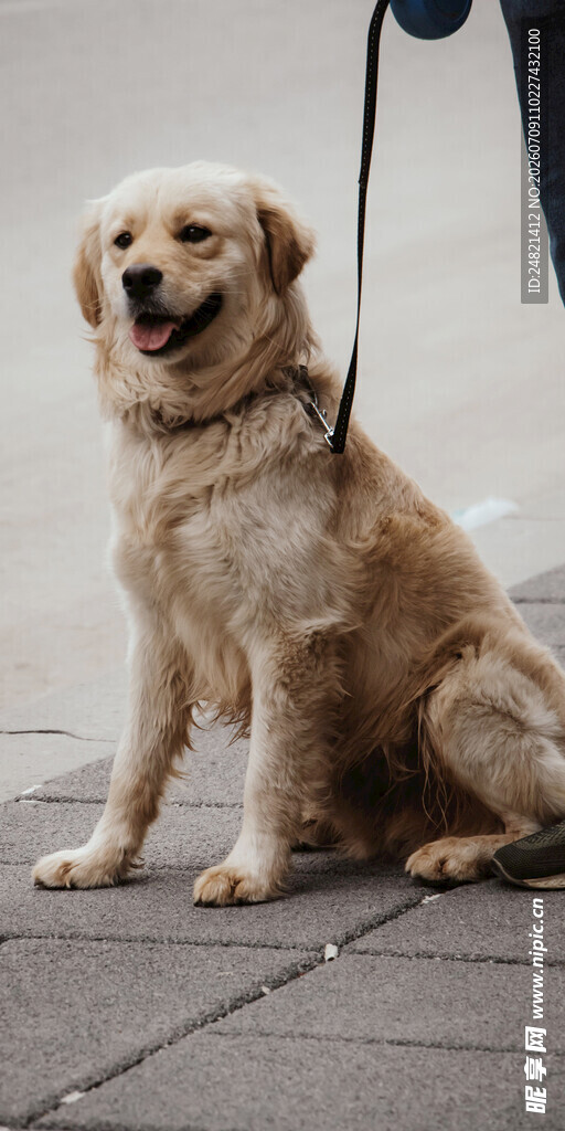 拴绳的微笑金毛犬