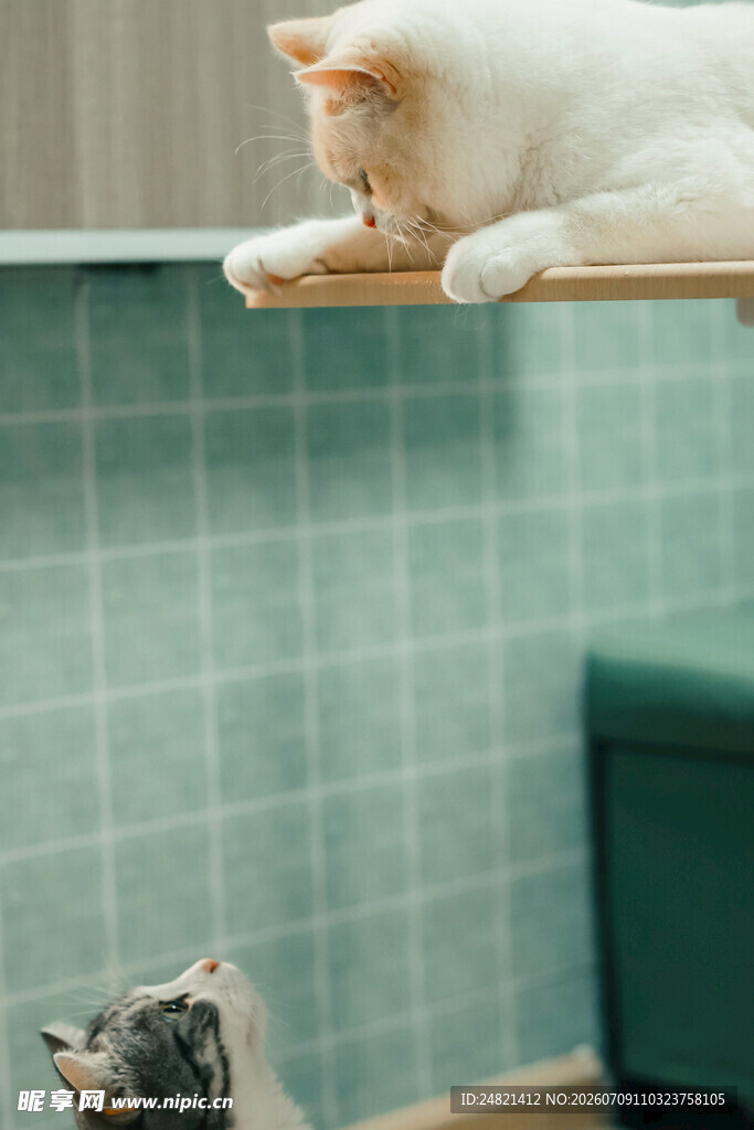 两只猫咪的趣味互动时刻