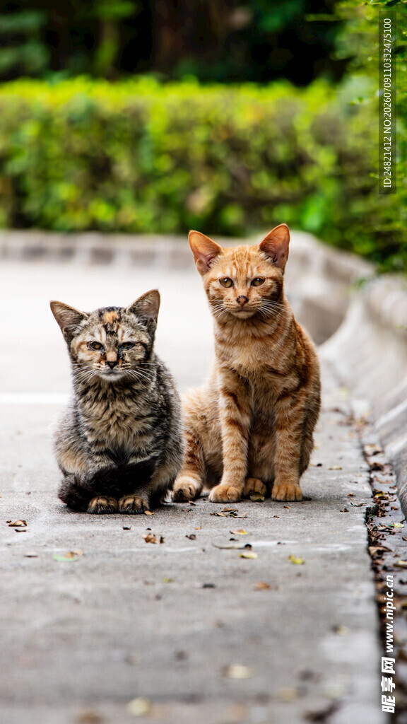 两只可爱小猫咪