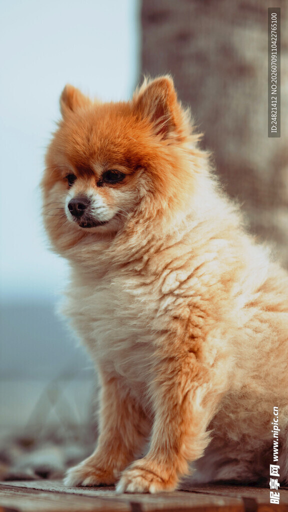 可爱博美犬坐于户外