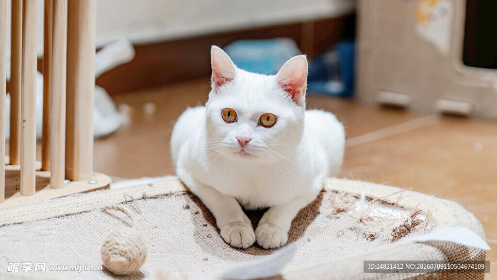 可爱白猫咪端坐猫窝