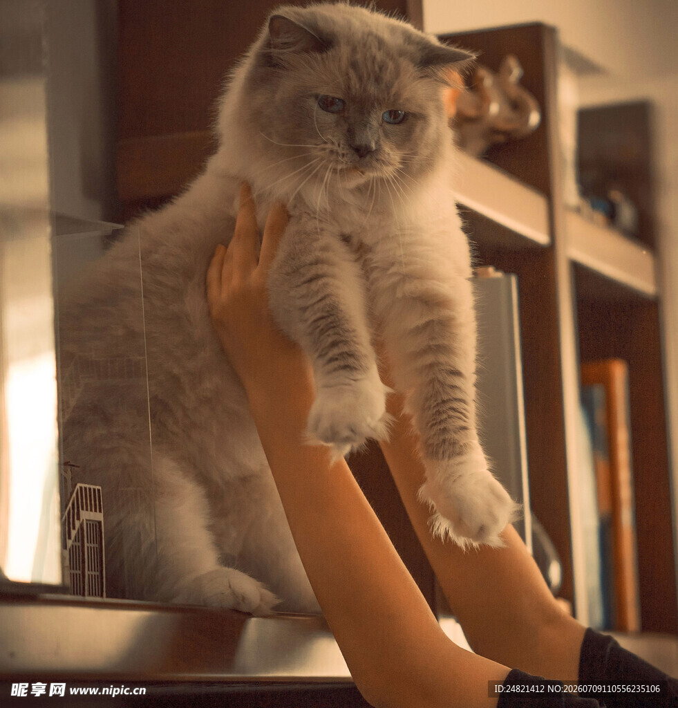 双手托起胖猫咪