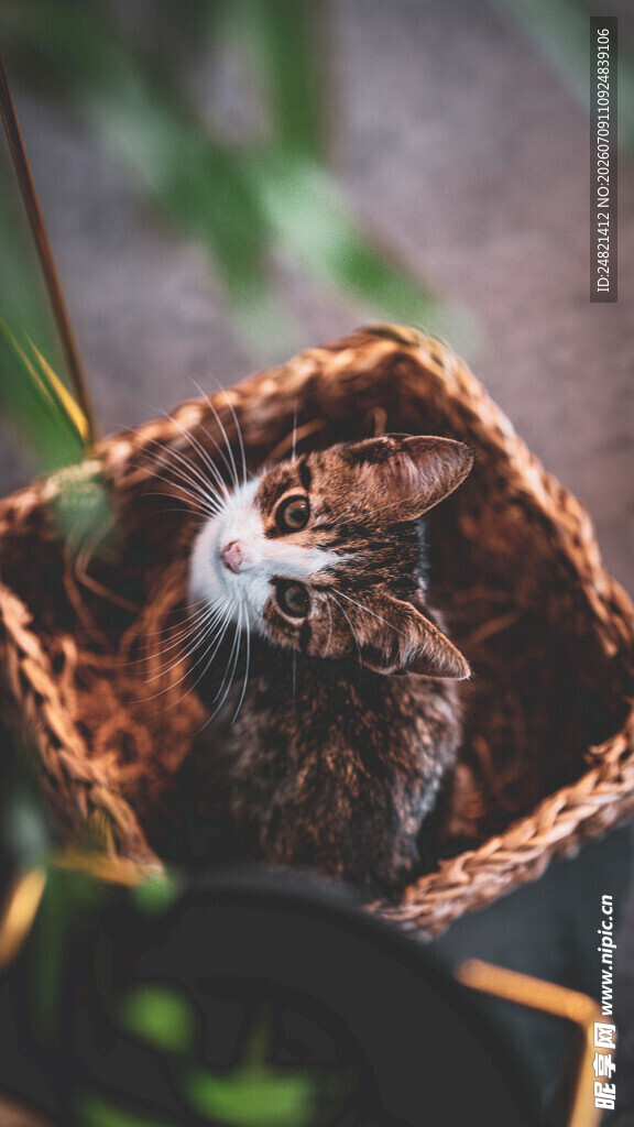 窝中的猫咪