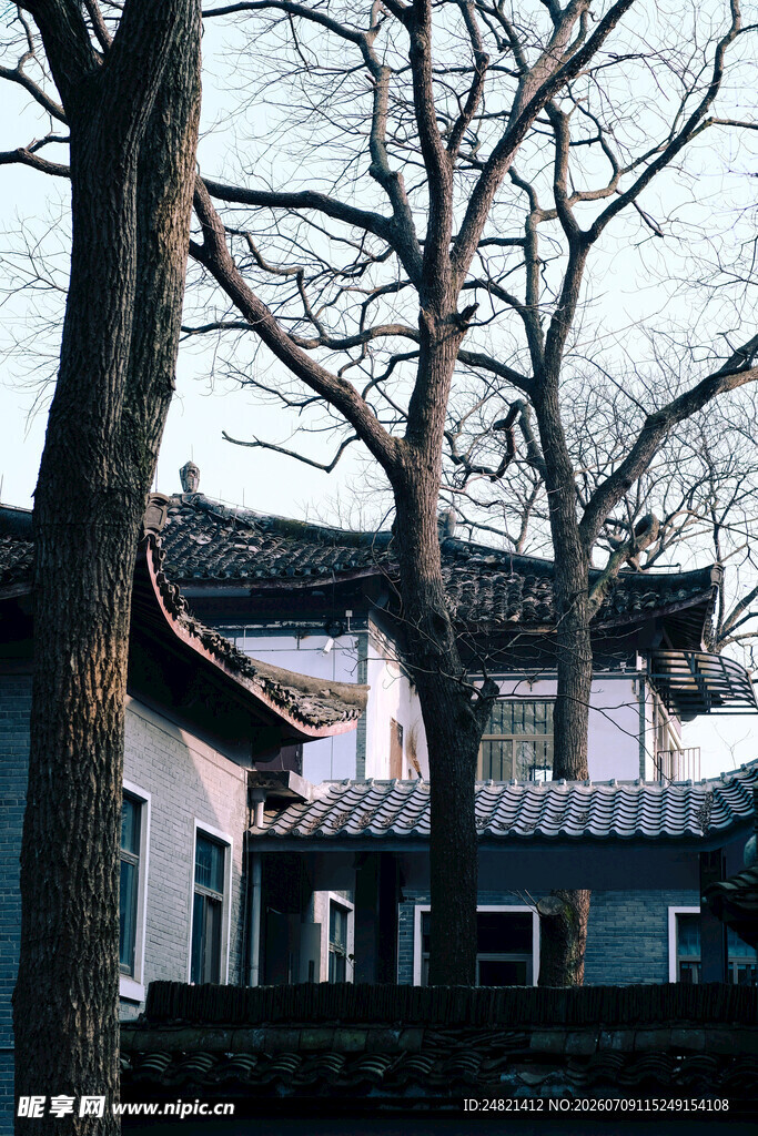 中式古宅旁的萧瑟树木
