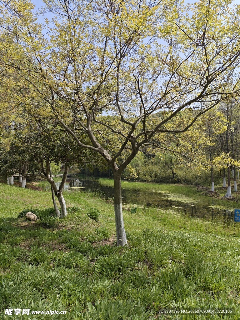 小竹山