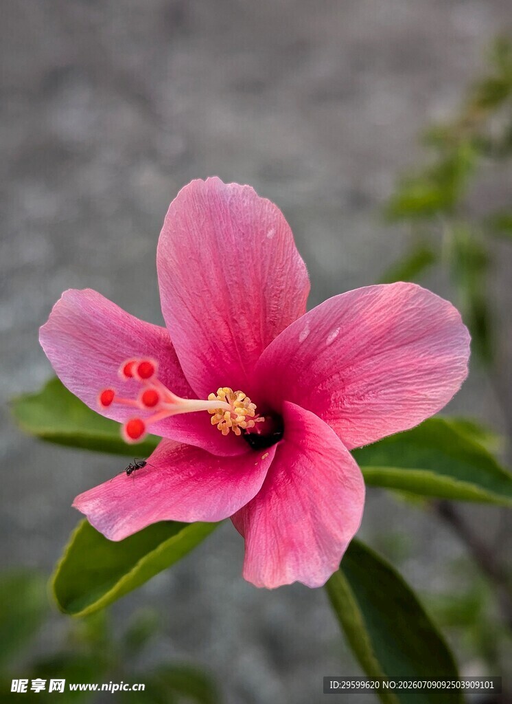 娇艳粉色木槿花特写