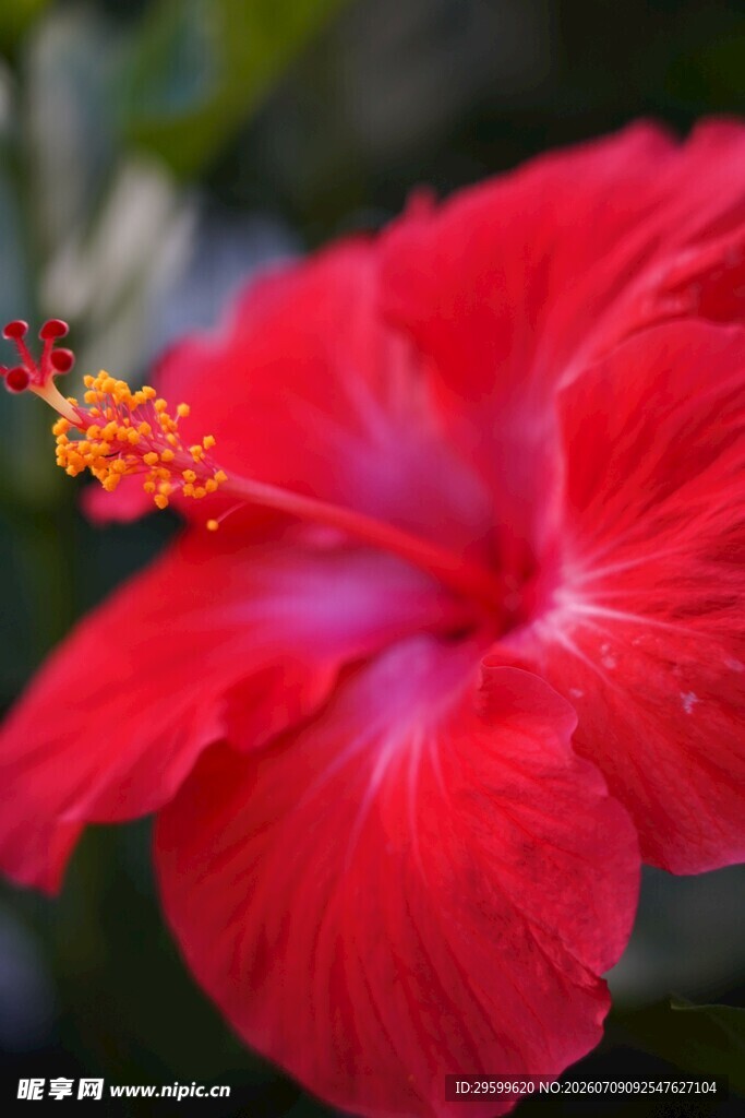 娇艳红扶桑花特写