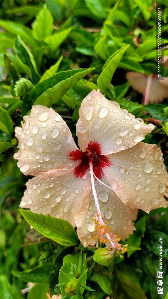 带露木槿花