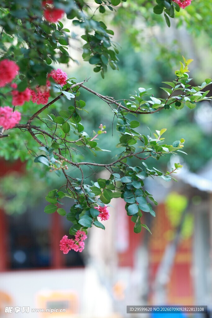 枝头木槿花