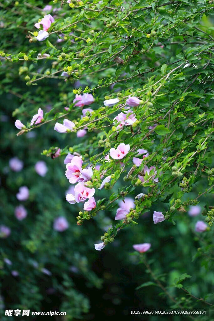 蔷薇花 