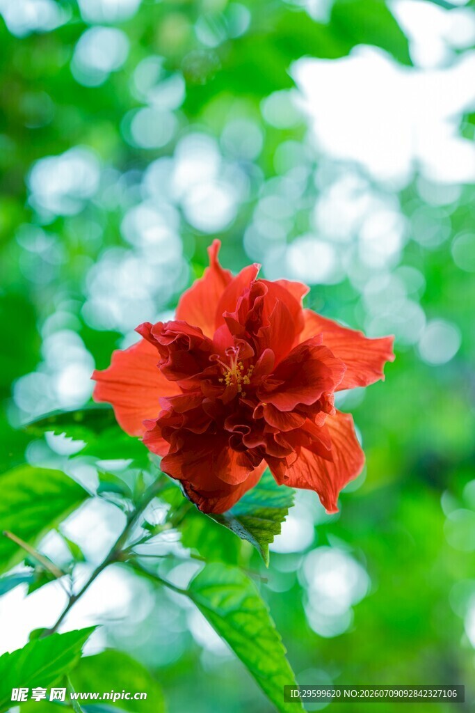 娇艳木槿花