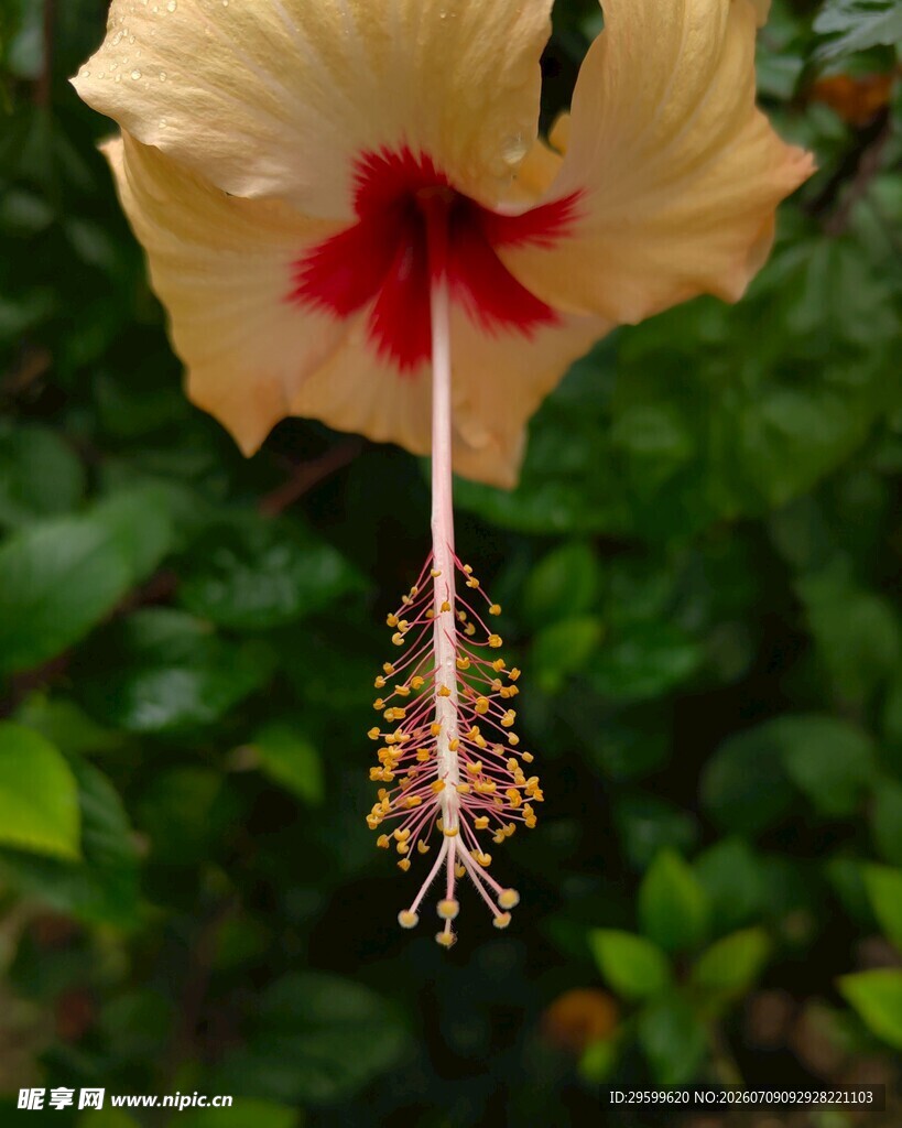 黄槿花特写