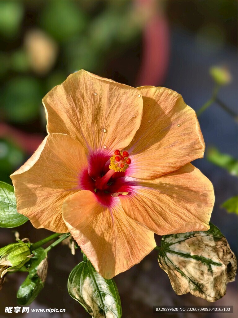 橙色木槿花特写