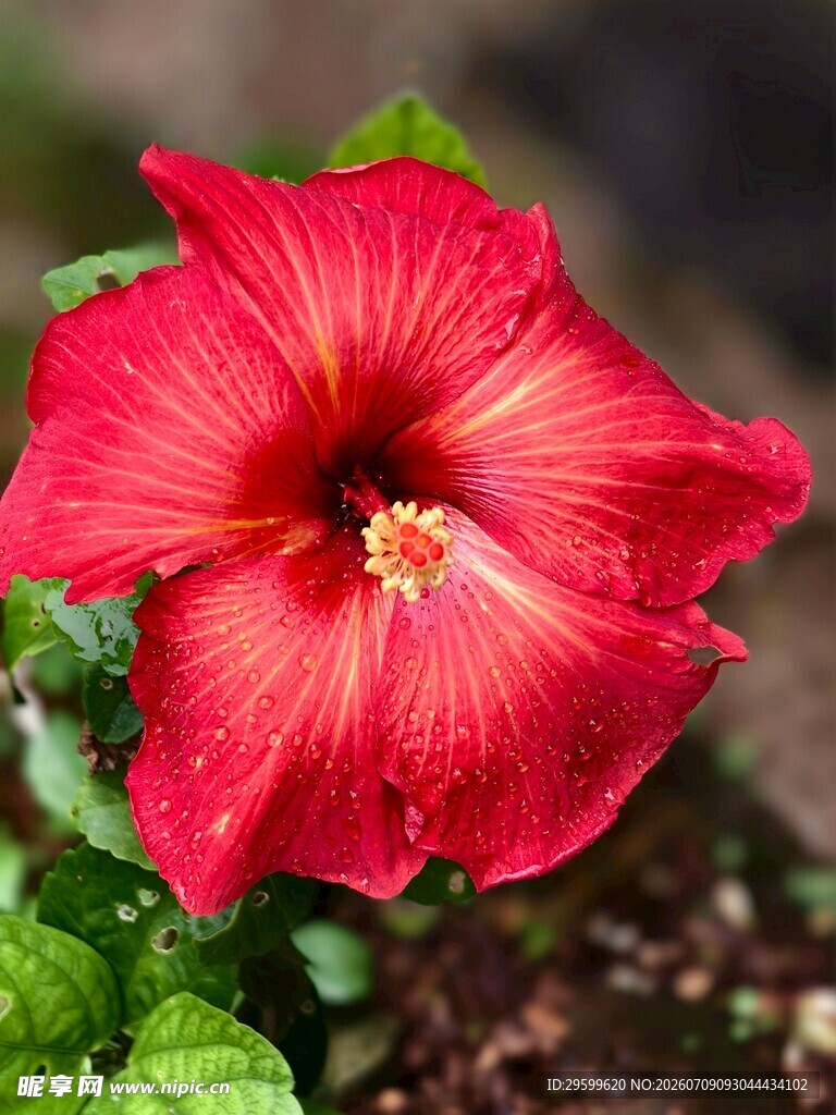 艳丽朱槿花
