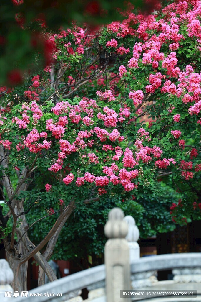 围栏旁盛开的木槿花