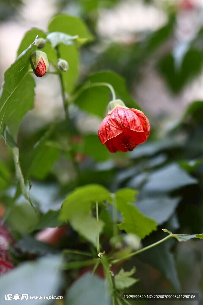 娇艳灯笼花 